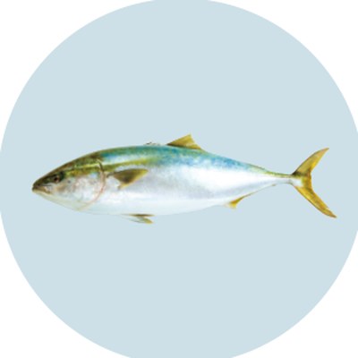 鰤（Yellowtail）