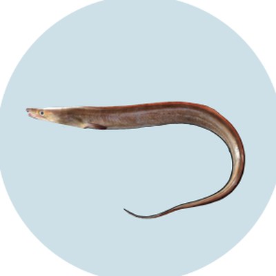 鱧（Pike Conger）