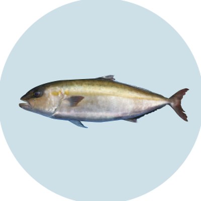 勘八（Greater Amberjack）