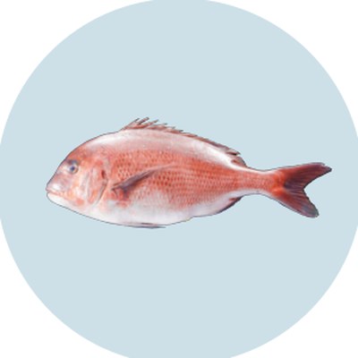 真鯛（Red Sea Bream）