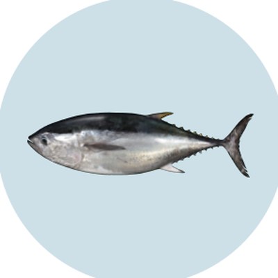 鮪（Tuna）