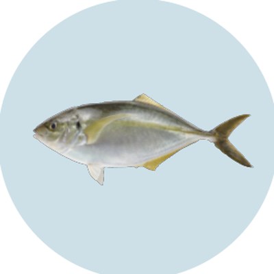 縞鯵（Striped Jack）