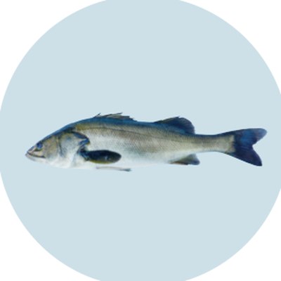 鱸（Japanese Sea Bass）