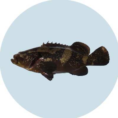 珠九絵（Hybrid Grouper）
