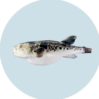 虎河豚（Tiger Puffer）